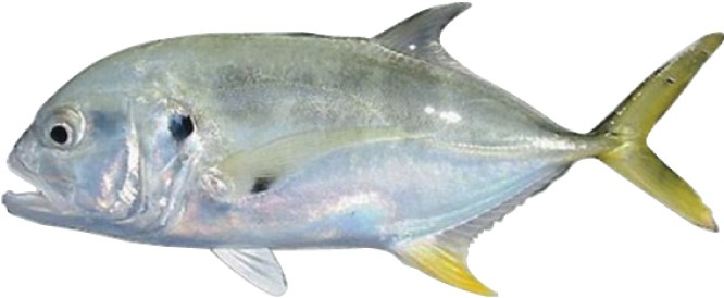 caranx-hippos-jurel.jpg