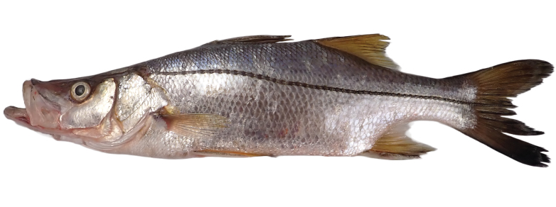 centropomus-undecimalis-robalo.jpg