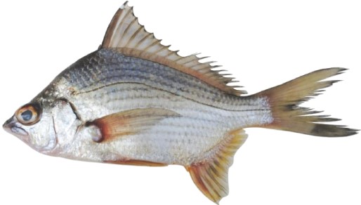 eugerres-plumieri-mojarra-blanca.jpg