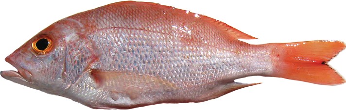 lutjanus-purpureus-pargo-rojo.jpg