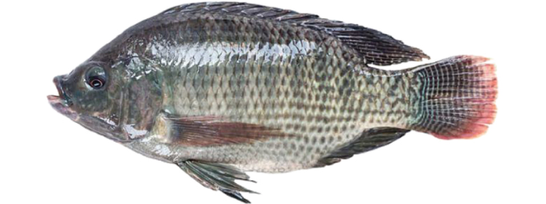 oreochromis-niloticus-mojarra-negra.jpg