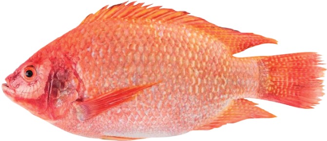 oreochromis-spp-mojarra-roja.jpg