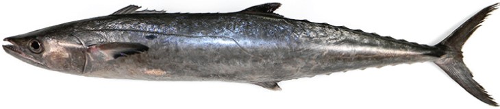 scomberomorusCavalla-sierra-criolla.jpg
