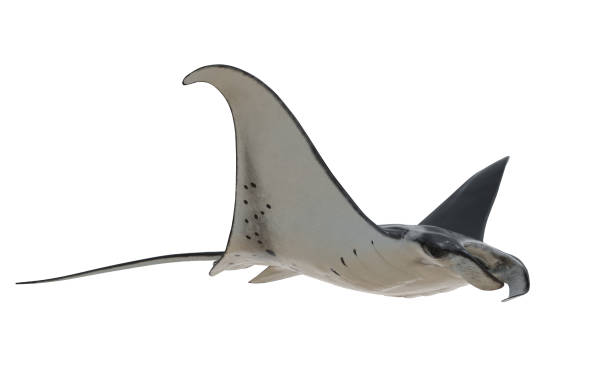 tiburones